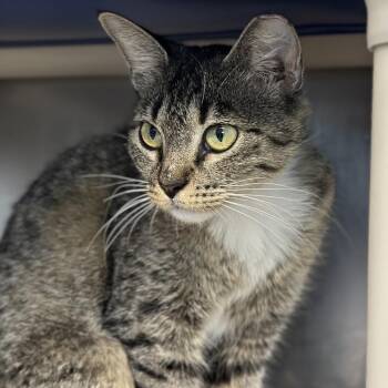 May -  Domestic Short Hair Cat for Adoption in Austin, Texas - May | PetCurious