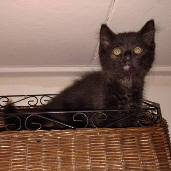 Magic -  American Shorthair Cat for Adoption in Blue Earth, Minnesota - Magic | PetCurious