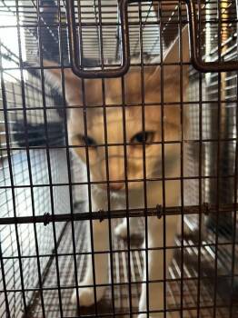 Domestic Short Hair Cats Available for Adoption - SONNY | PetCurious