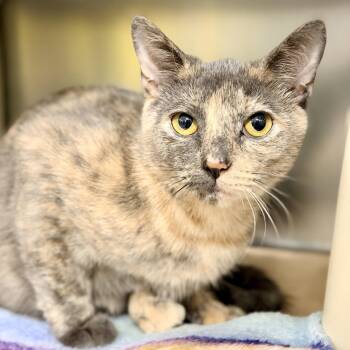 Tiki -  Domestic Short Hair Cat for Adoption in Jackson Township, New Jersey - Tiki | PetCurious