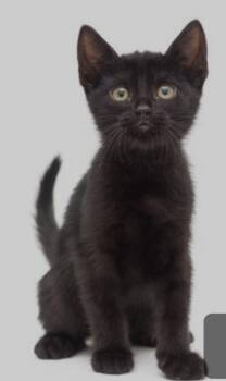 Reggie -  Bombay and Domestic Short Hair Cat Available for Adoption in San Antonio, Texas - Reggie | PetCurious