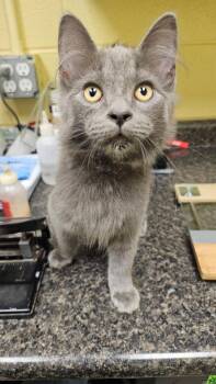 Domestic Medium Hair Cats Available for Adoption in Crossville, Tennessee - Sparrow | PetCurious