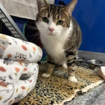 Domestic Short Hair Cats Available for Adoption in Manassas, Virginia - Simba (ID 51200/1346) | PetCurious