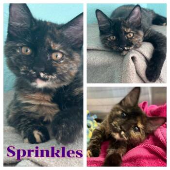 Sprinkles -  Domestic Medium Hair Cat for Adoption in Hollister, California - Sprinkles | PetCurious