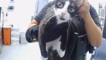 A1267423 -  Domestic Short Hair Cat for Adoption in Charlotte, North Carolina - A1267423 | PetCurious