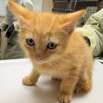 Caraxes (yellow) -  Domestic Short Hair Cat for Adoption in Winston-salem, North Carolina - Caraxes (yellow) | PetCurious