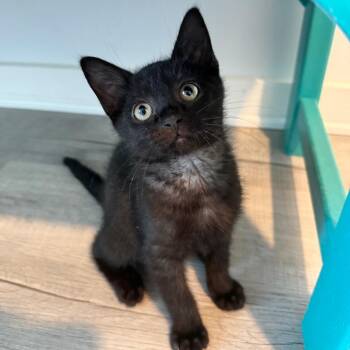 Flutter -  Domestic Short Hair Cat Available for Adoption in Asheville, North Carolina - Flutter | PetCurious