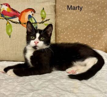 Marty -  Domestic Short Hair Cat for Adoption in Groveland, Massachusetts - Marty | PetCurious