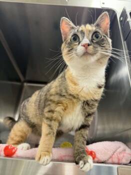 Domestic Short Hair Cats Available for Adoption in Hagerstown, Maryland - IMELDA | PetCurious
