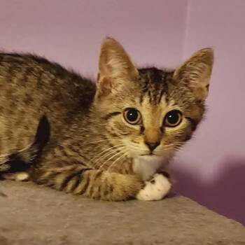 Domestic Short Hair Cats Available for Adoption - Sasha | PetCurious