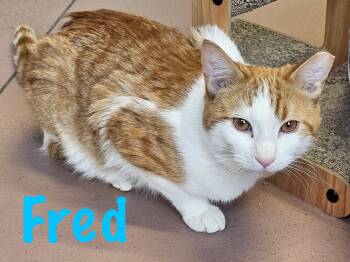 Domestic Short Hair Cats Available for Adoption in Prince Frederick, Maryland - Fred | PetCurious