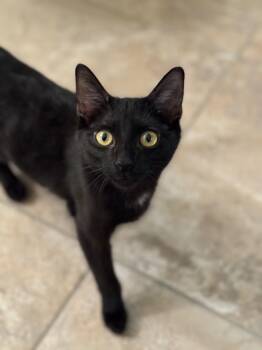 Domestic Short Hair Cats Available for Adoption - Talvi  | PetCurious