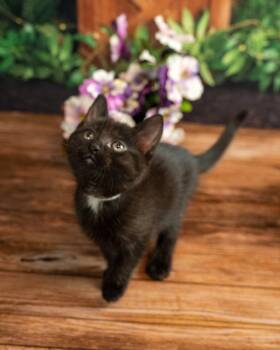 Cassie -  Domestic Short Hair Cat for Adoption in Lapeer, Michigan - Cassie | PetCurious
