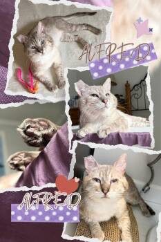 Alfred -  Siamese Cat for Adoption in Burnaby, British Columbia - Alfred | PetCurious