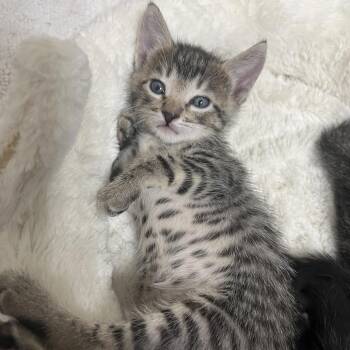 Cricket 54299 -  Domestic Short Hair Cat for Adoption in Las Vegas, Nevada - Cricket 54299 | PetCurious