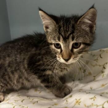 Glimmer -  Domestic Short Hair Cat for Adoption in Chattanooga, Tennessee - Glimmer | PetCurious