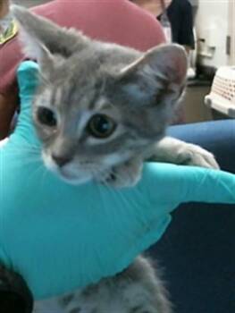 BOOKA -  Domestic Medium Hair Cat for Adoption in Sacramento, California - BOOKA | PetCurious
