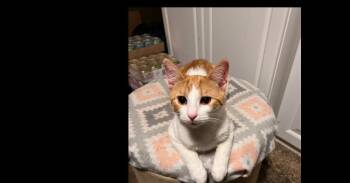 Domestic Short Hair Cats Available for Adoption in St. Peters, Missouri - Zinc | PetCurious