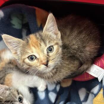 Lara L2 -  Domestic Short Hair Cat for Adoption in Edinburg, Texas - Lara L2 | PetCurious