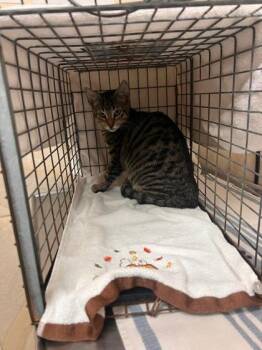 Domestic Short Hair Cats Available for Adoption - Matthew | PetCurious