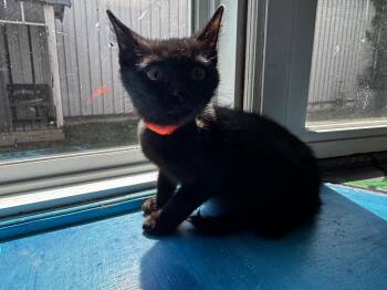 Whiskers -  Domestic Short Hair Cat for Adoption in Shelbyville, Tennessee - Whiskers | PetCurious