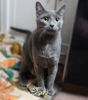 Domestic Short Hair Cats Available for Adoption - Ghost | PetCurious