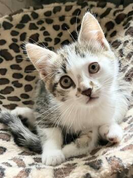 Ayla -  Domestic Short Hair Cat Available for Adoption in Hudson, New York - Ayla | PetCurious