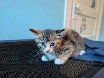 Beach -  Domestic Medium Hair and Calico Cat for Adoption in Poplar Grove, Illinois - Beach | PetCurious