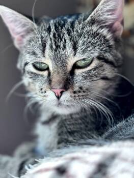 Domestic Short Hair Cats Available for Adoption - Siete | PetCurious