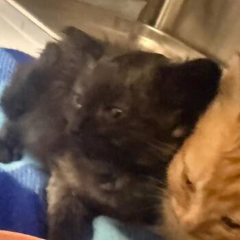 Blackberry -  Domestic Short Hair Cat for Adoption in Winston-salem, North Carolina - Blackberry | PetCurious