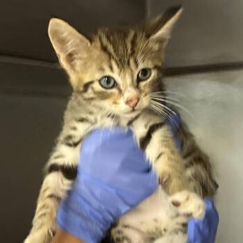 Vinny "V" Kitten 5 -  Domestic Short Hair Cat for Adoption in Ojai, California - Vinny "V" Kitten 5 | PetCurious