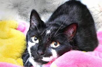 Rescue Domestic Short Hair Cats for Adoption in Fort Lauderdale, Florida - PANDA | PetCurious