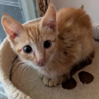 Spice -  Domestic Short Hair Cat for Adoption in Rochester, Minnesota - Spice | PetCurious
