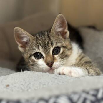 Domestic Short Hair Cats Available for Adoption - Sweet Pea | PetCurious