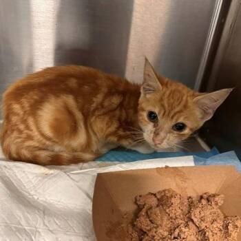 Banana Soda -  Domestic Short Hair Cat for Adoption in Greensboro, North Carolina - Banana Soda | PetCurious