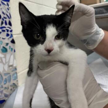 VELVET -  Domestic Short Hair Cat for Adoption in Pensacola, Florida - VELVET | PetCurious