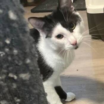 Domestic Short Hair Cats Available for Adoption in Sandy Springs, Georgia - Tuxe | PetCurious