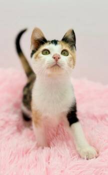 Sonnet -  Calico Cat for Adoption in Covington, Louisiana - Sonnet | PetCurious