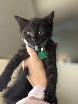 Rescue Domestic Medium Hair Cats for Adoption in Fort Worth, Texas - Fenrys | PetCurious