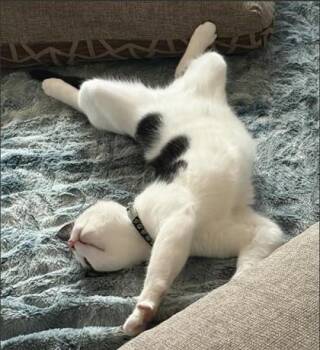 Bellamy -  Domestic Short Hair Cat for Adoption in Fairfax, Virginia - Bellamy | PetCurious