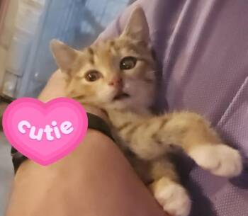 Marvel -  Calico Cat for Adoption in Mount Airy, North Carolina - Marvel | PetCurious