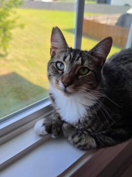 Janie -  American Shorthair Cat for Adoption in Bonaire, Georgia - Janie | PetCurious