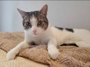 Pippin -  Domestic Short Hair Cat for Adoption in Hamilton, Ontario - Pippin | PetCurious