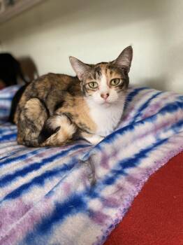 Rescue Domestic Short Hair Cats for Adoption in Hot Springs, Arkansas - Scaredy | PetCurious