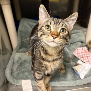 Meowth -  Domestic Short Hair Cat for Adoption in Concord, North Carolina - Meowth | PetCurious