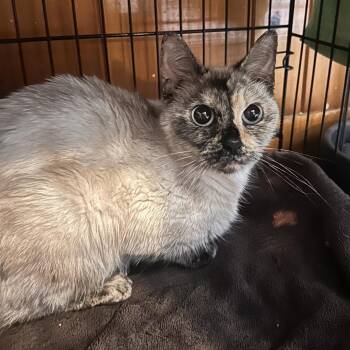 Siamese and Domestic Short Hair Cats Available for Adoption in Rocky Mount, Virginia - Emmagen | PetCurious