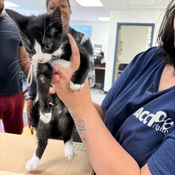 Kiba -  Domestic Short Hair Cat for Adoption in Philadelphia, Pennsylvania - Kiba | PetCurious