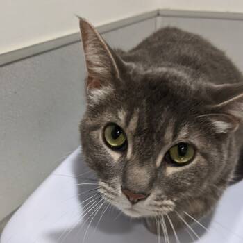 Rescue Domestic Short Hair Cats for Adoption in Tampa, Florida - Lena | PetCurious