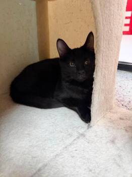 Guava Berri -  Domestic Short Hair Cat for Adoption in Chandler, Arizona - Guava Berri | PetCurious