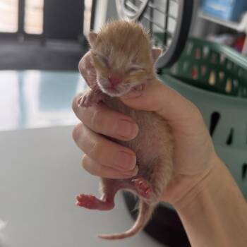 Domestic Short Hair Cats Available for Adoption in Austin, Texas - Drizzle 3 | PetCurious